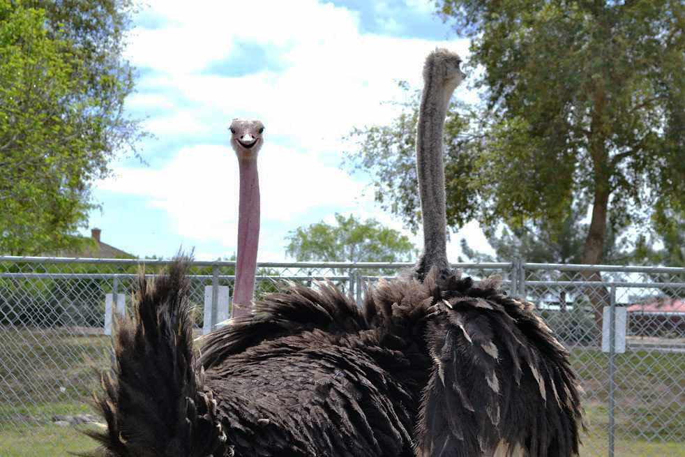 Chandler Ostrich Festival Celebrates Arizona's Biggest Bird KJZZ